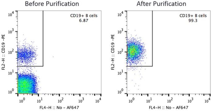 CD19 B Cells Before and After Purification
