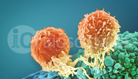 service-image-immuno-oncology