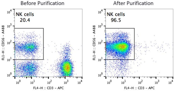 CD56 NK Cells Before and After Purification