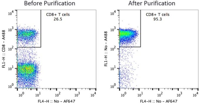 CD8 T Cells Before and After Purification