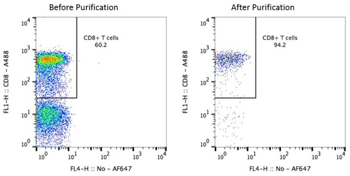 Cyno CD8 T Cells Before and After Purification