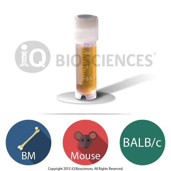 BALB/c Mouse Bone Marrow Cells