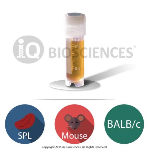 BALB/c Mouse Splenocytes