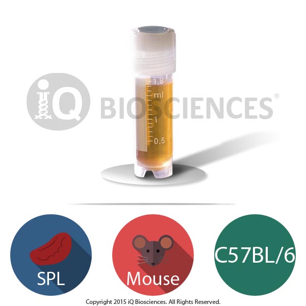 C57BL/6 Mouse Splenocytes