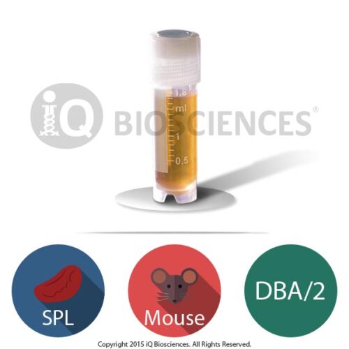 DBA/2 Mouse Splenocytes
