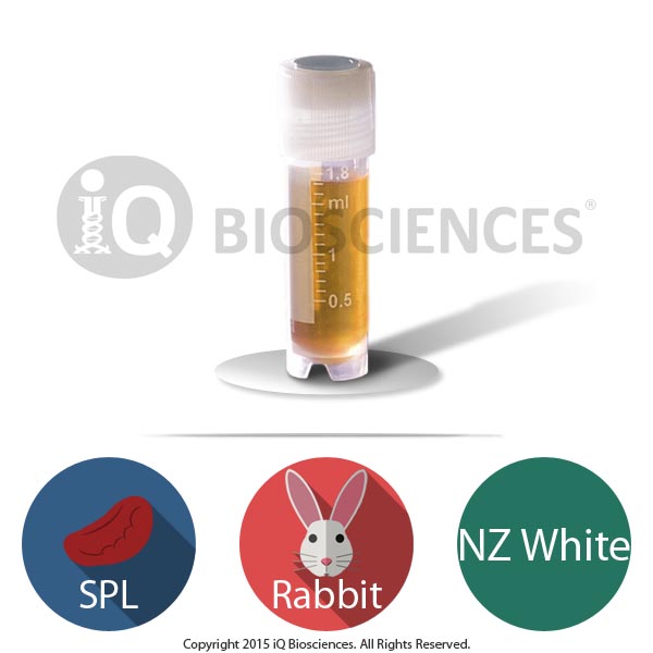 NZW Rabbit Splenocytes