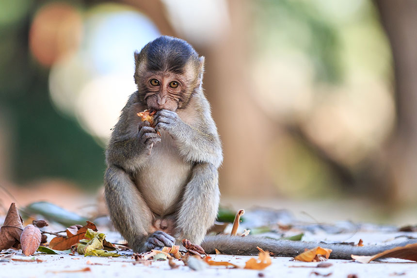 Serious Monkey Business: A Short Take on Cynomolgus Monkeys in Research |  iQ Biosciences