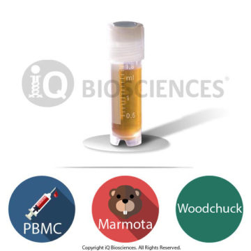 Marmota Woodchuck PBMCs