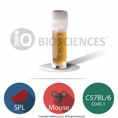 CD45.1 C57BL/6 mouse splenocytes