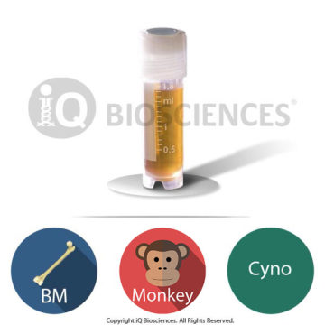 cyno monkey bone marrow