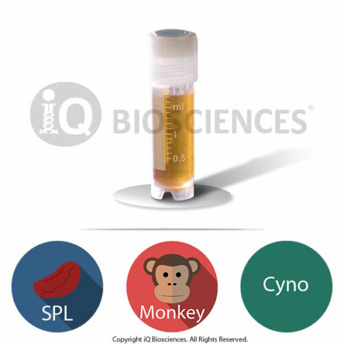 cyno monkey splenocytes