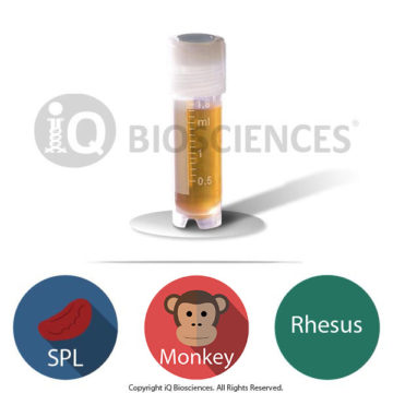 rhesus monkey splenocytes