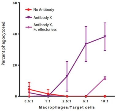 Figure 2: Percent macrophages phagocytosing target cells at different macrophage:target ratios