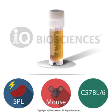 C57bl6 mouse irradiated splenocytes
