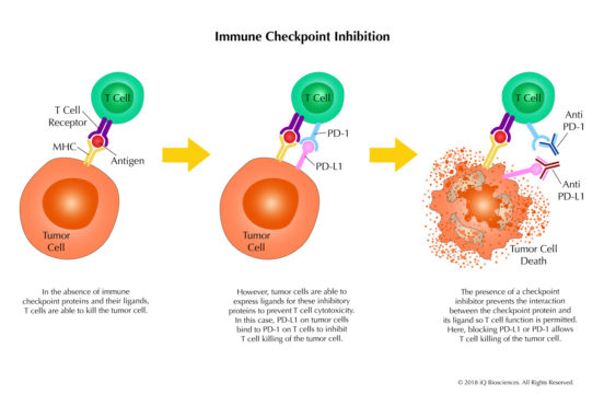 Immune Checkpoint Inhibition