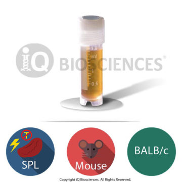 BALB/c Mouse T Cell-depleted Irradiated Splenocytes