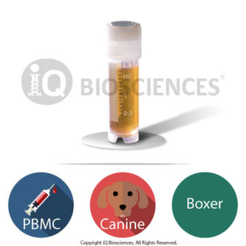 Boxer Canine PBMCs