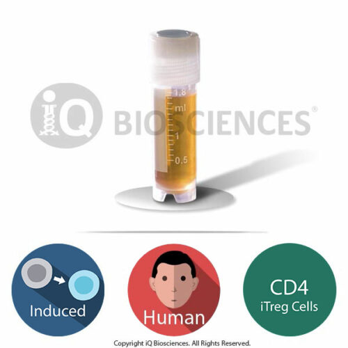 Human CD4 Induced T Regulatory Cells (iTregs)