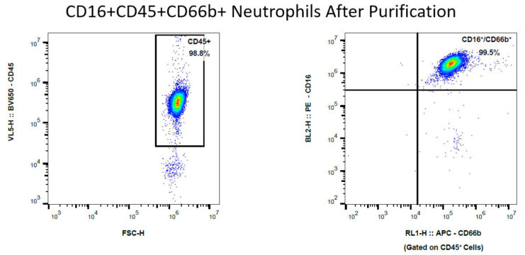 CD16+CD45+CD66b+ Neutrophils After Purification