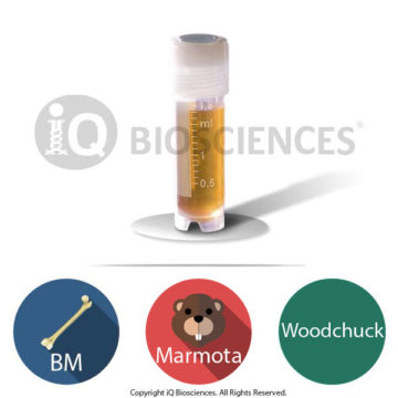 Marmota Woodchuck Bone Marrow