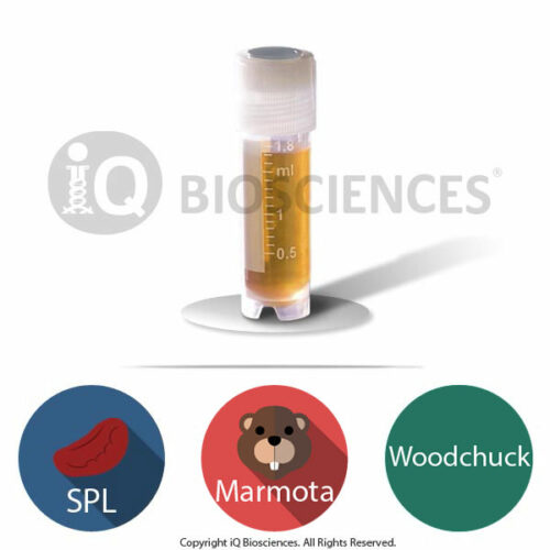 Marmota Woodchuck Splenocytes