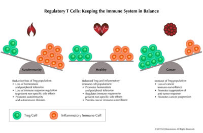 Regulatory T Cells Keeping the Immune System in Balance