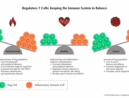 The Suppressive Nature of Regulatory T Cells  and Their Roles in Cancer and Diseases