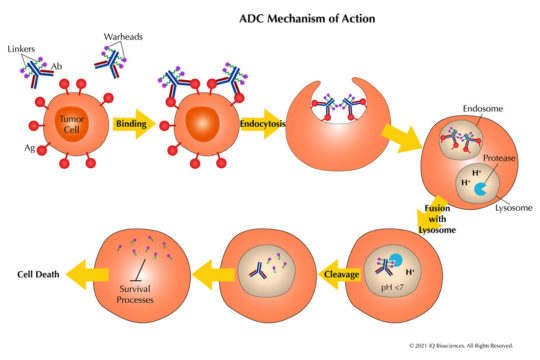 ADC Mechanism of Action