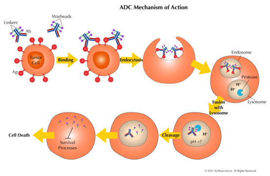 ADC Mechanism of Action