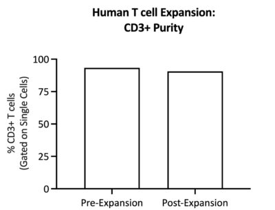 CD3+ purity is maintained after expansion.