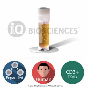 Human Expanded CD3 T cells
