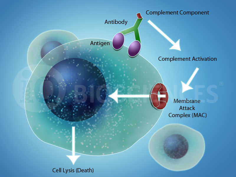 Complement-dependent cytotoxicity (CDC) pathway