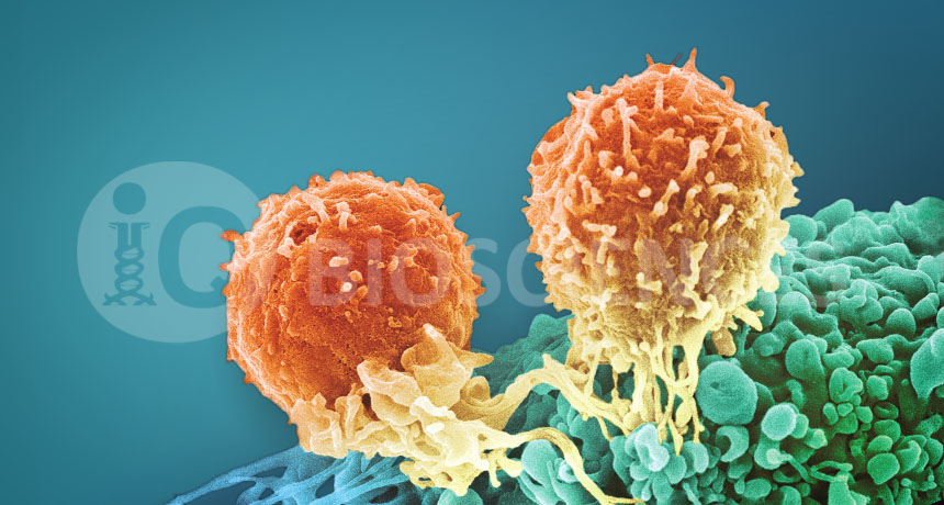 Immuno-oncology assays from iQ Biosciences